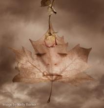 Image by Kelly Barker