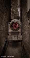 Image by Kelly Barker